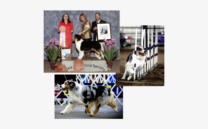 Lyric Aussies Photo Collage - Collage, transparent png download