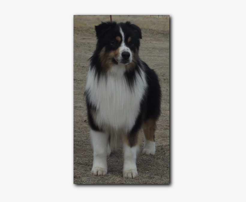 Australian Collie, transparent png download