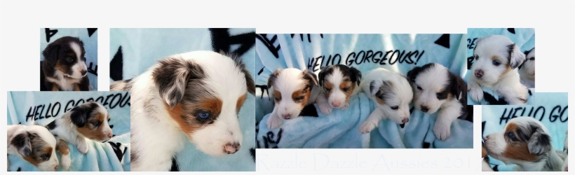 *place Your Deposit Early To Hold The Puppy Of Your - Parson Russell Terrier, transparent png download