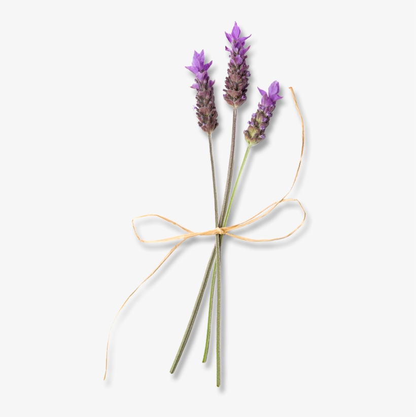 English Lavender, transparent png download