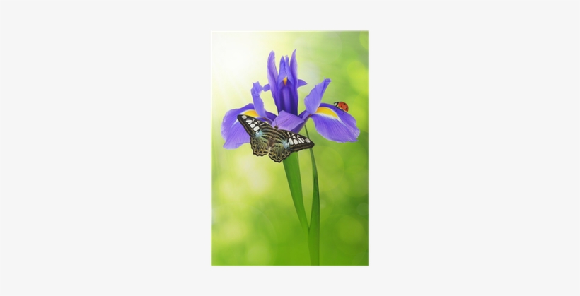 Purple Iris Flower With Butterfly And Ladybug Poster - Iris Bloem, transparent png download