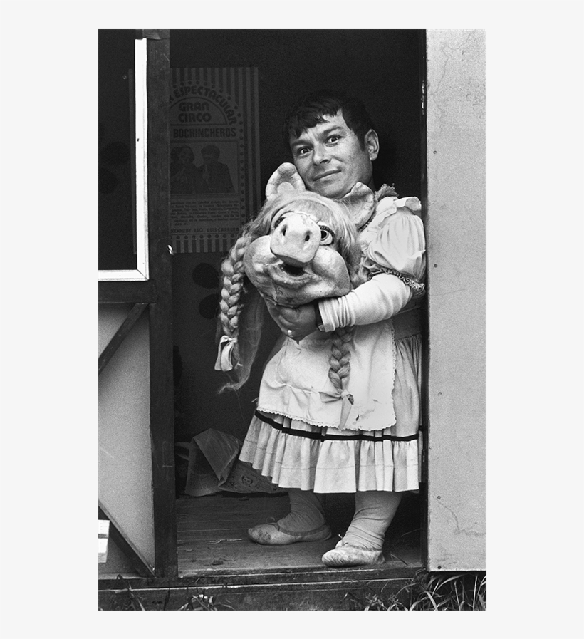 Miss Piggy Ii, Santiago, From The Series The Circus, - Paz Errazuriz Miss Piggy Ii, transparent png download