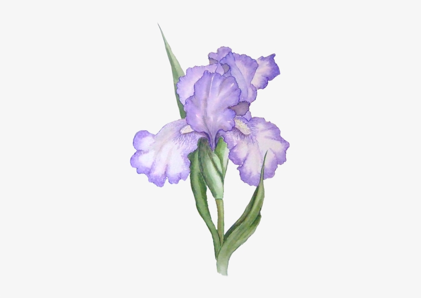 Iris Flower - Iris Clipart, transparent png download