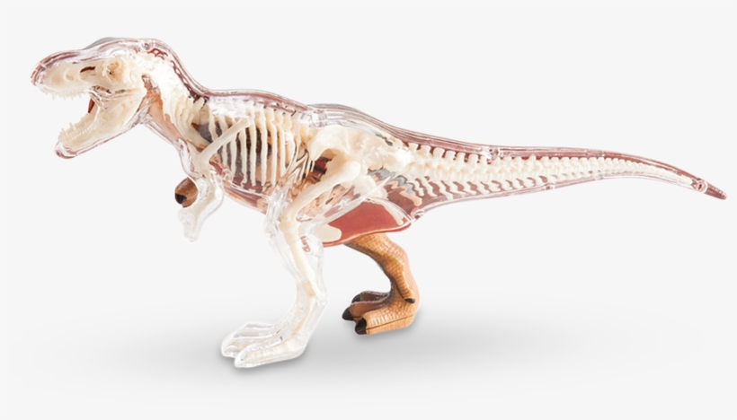 4d Vision T-rex Anatomy Model - T Rex Anatomy Model, transparent png download