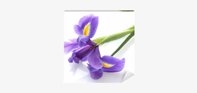 Purple Iris Flower, Isolated On White Wall Mural • - Irises, transparent png download