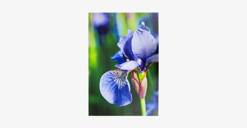 Iris Versicolor, transparent png download