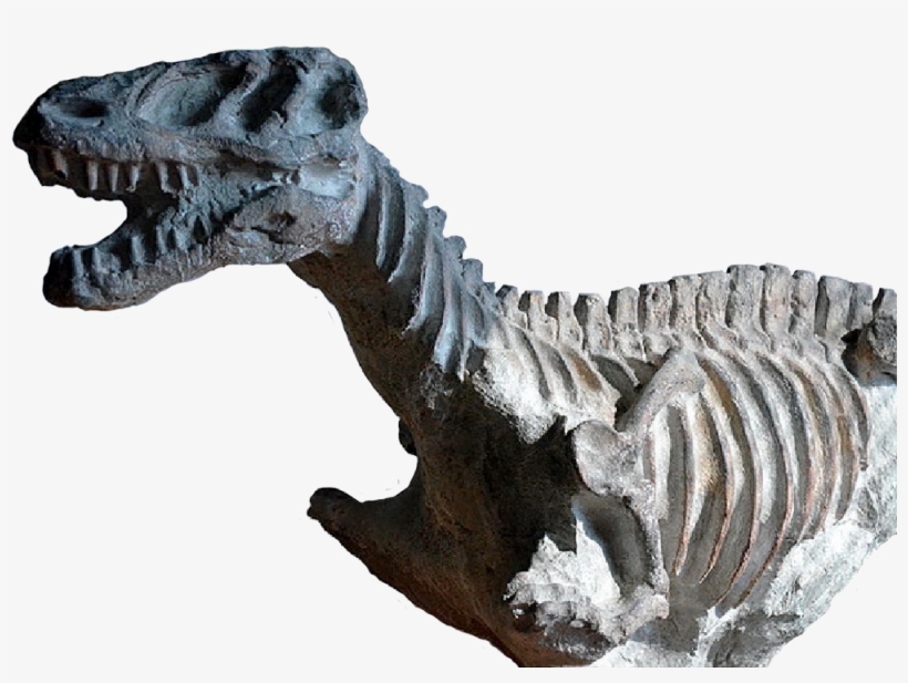 Fossilised T-rex - Tyrannosaurus, transparent png download