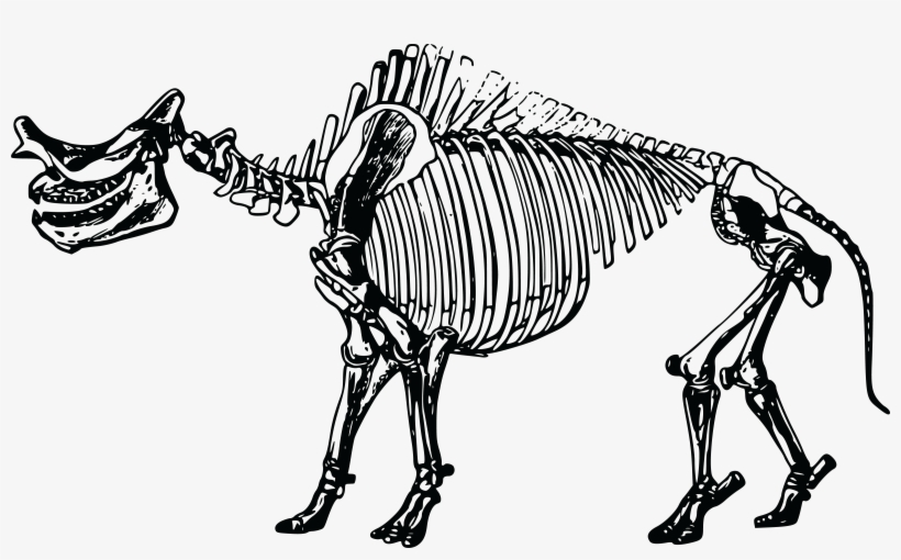 Free Clipart Of A Dinosaur Skeleton - Old Dinosaur Skeleton Vector, transparent png download