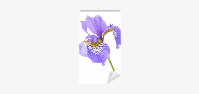 Beautiful Purple Iris On White Background Wall Mural - Recherche Operationnelle Tome 1 Methodes D'optimisation, transparent png download