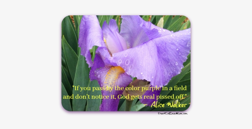 Iris - " - Iris, transparent png download