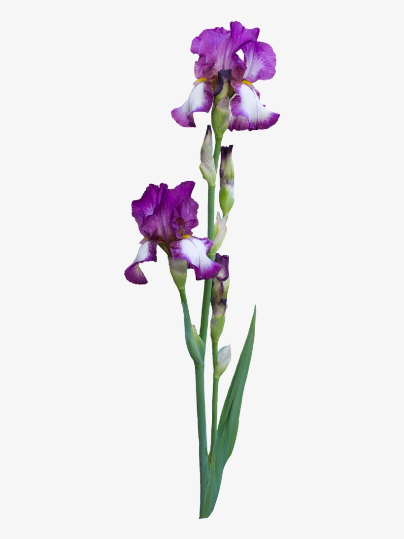 Why Do People Choose To Birth At A Birth Center - Irises, transparent png download