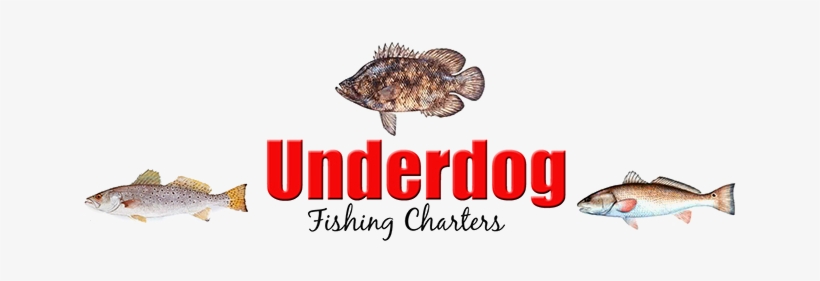 Dauphin Island And Mobile Al Fishing - Triple Tail Fish, transparent png download