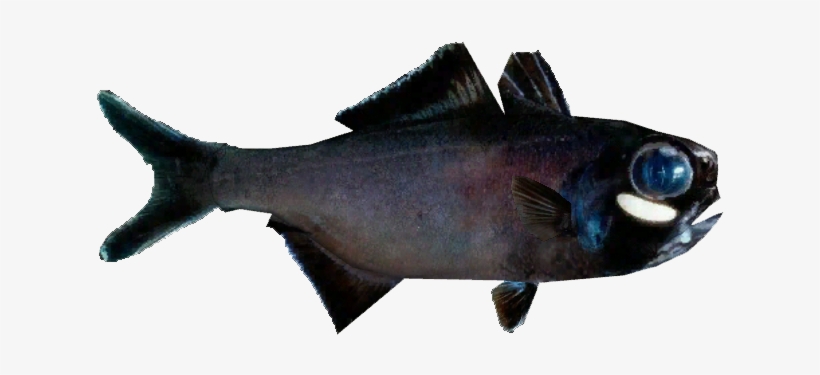 Splitfin Flashlight Fish - European Pollock, transparent png download