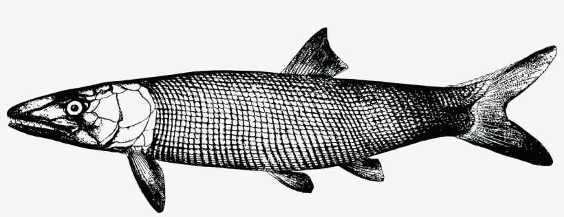 , , - Greyscale Fish, transparent png download