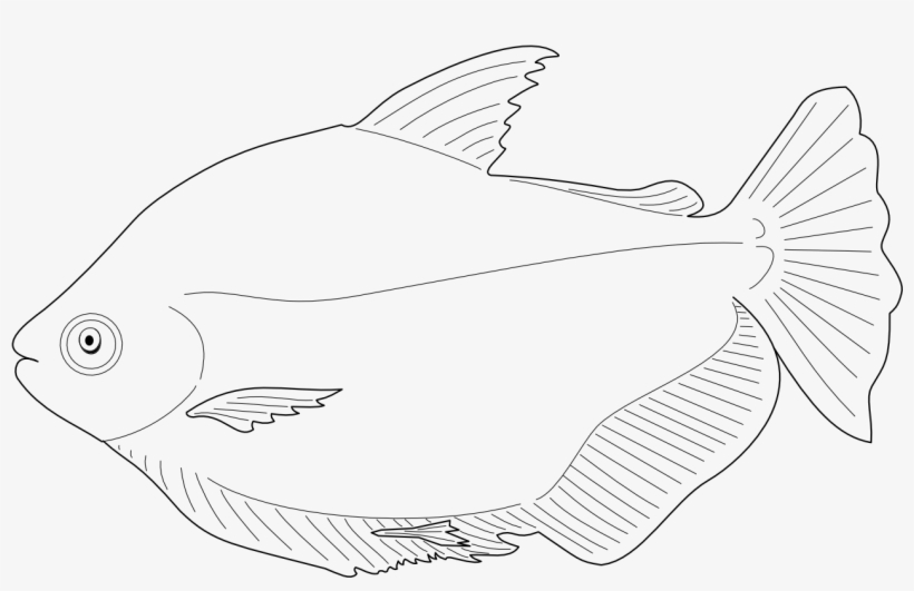 Fish - Coral Reef Fish, transparent png download