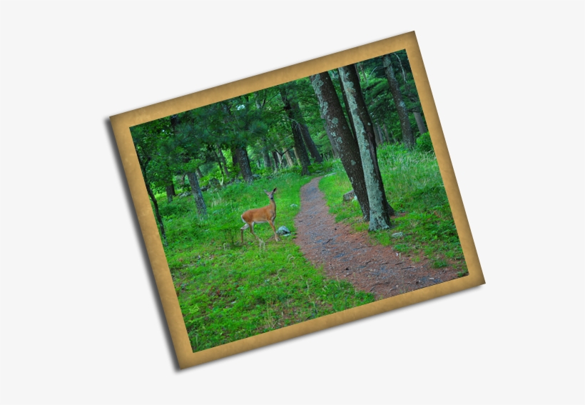 Located On The Skyline Caverns Property Is A Beautiful - Skyline Caverns, transparent png download