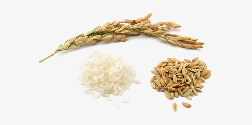 Rice Png Pic - Rice Png, transparent png download