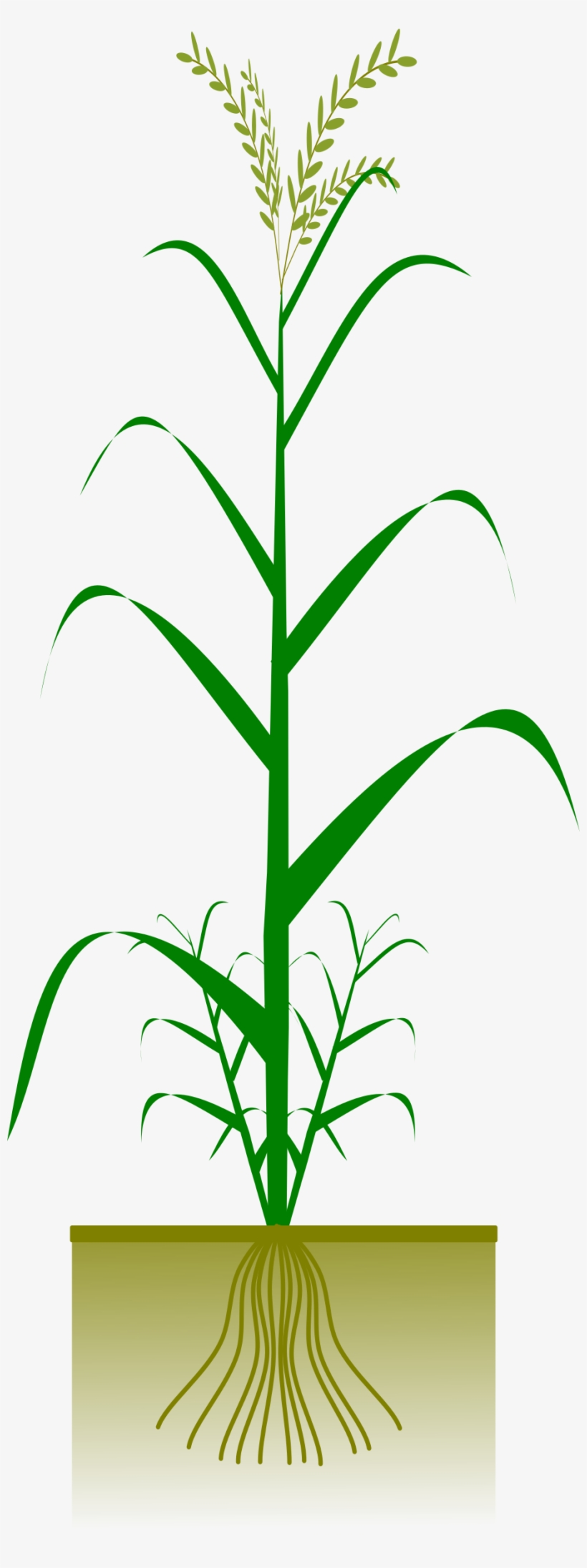 This Free Icons Png Design Of Cereal Plant, transparent png download