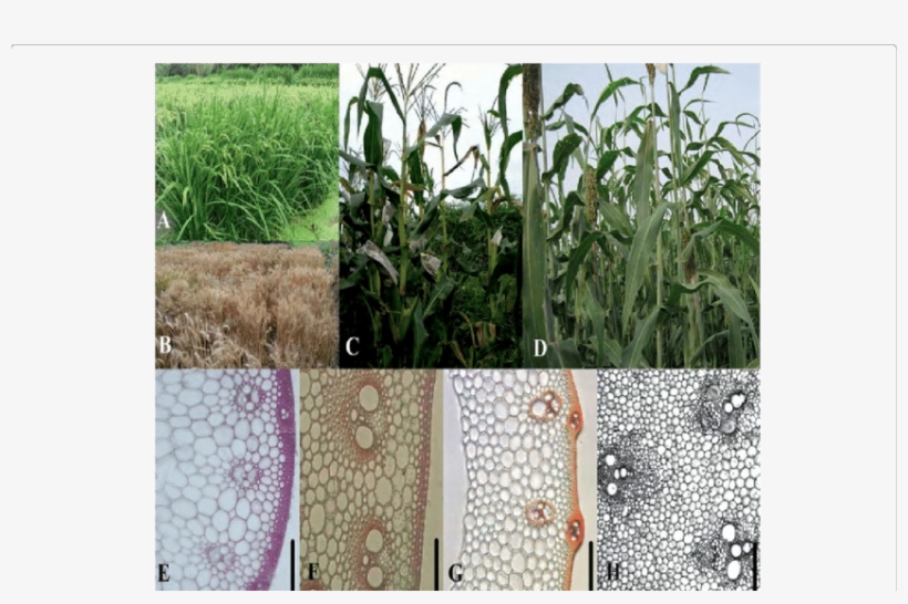 Plant Growth And Stem Tissues In Rice , Wheat (b, F), - Sorghum, transparent png download