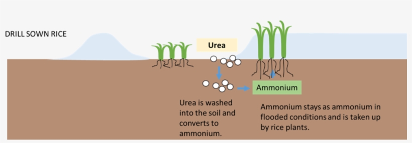 Even In Flooded Conditions, The Very Top Layer Of Soil - Portable Network Graphics, transparent png download