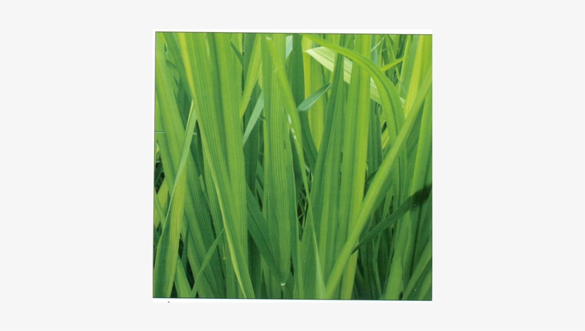 Rice Iron4 - Sweet Grass, transparent png download