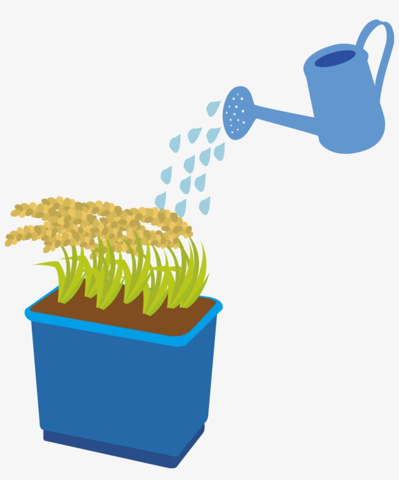 Rice Can Also Be Grown In A Bucket Or Planter At Home - Rice, transparent png download