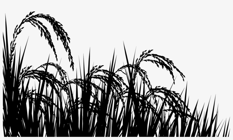Rice In The - Phragmites, transparent png download