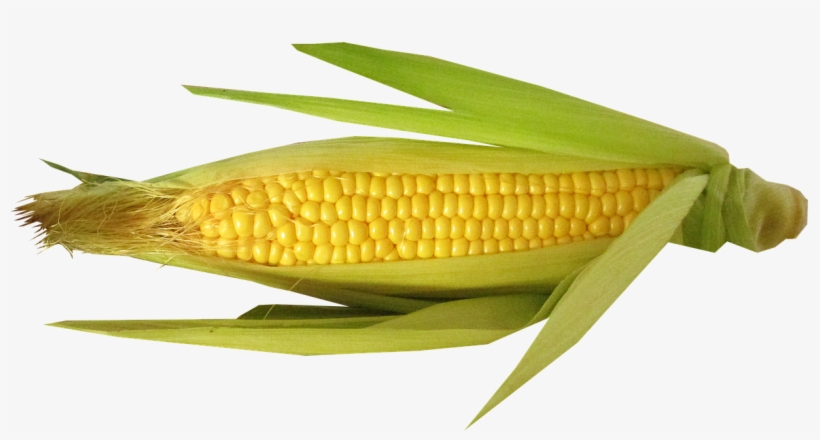 Corn Vector - Transparent Corn With Hair, transparent png download
