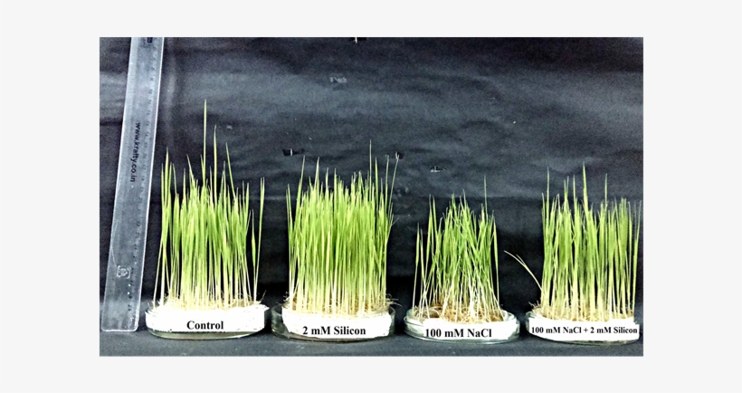 Effect Of Sodium Chloride And/or Silicon On Root And - Sweet Grass, transparent png download