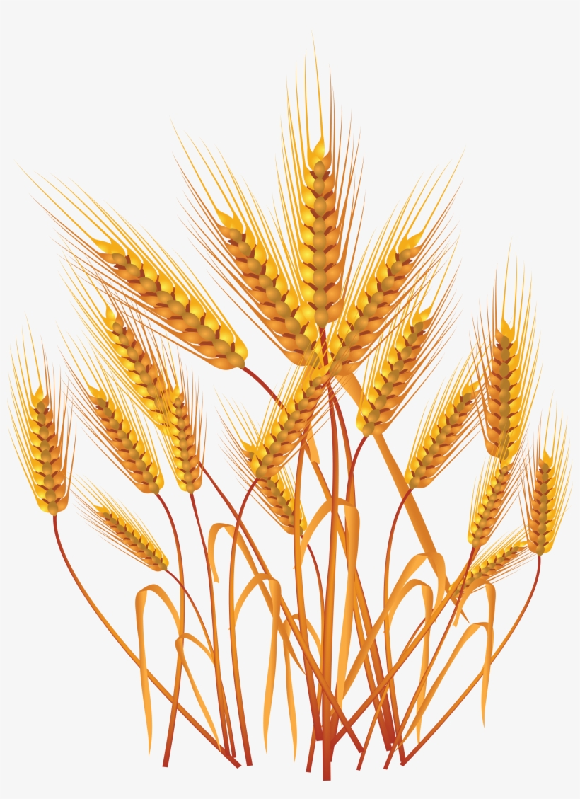 Wheat Png, transparent png download