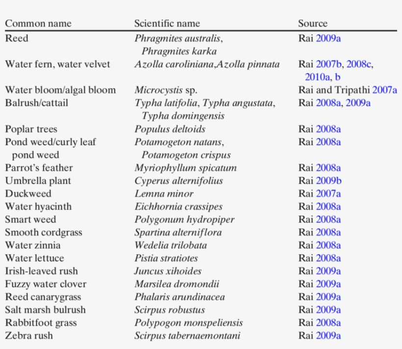 List Of Wetland Plants Used For Heavy Metal Phytoremediation - Heavy Metal List, transparent png download