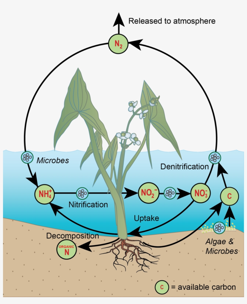Nitrogen Cycle Only - Integration And Application Network, transparent png download