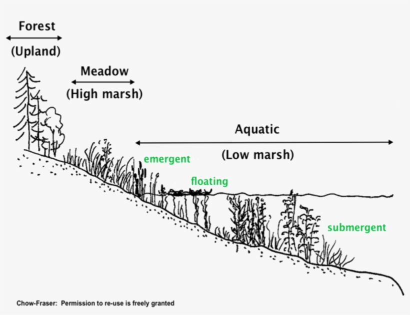 Compressed And Floating Vegetation As Well As Submersed - Diagram, transparent png download