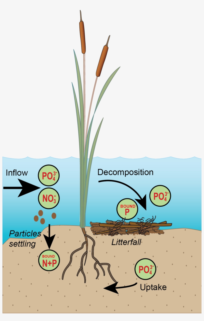 1b Nutrient Cycle P Only - Integration And Application Network, transparent png download