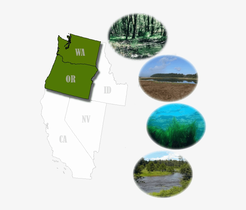 Forested Wetland - Wetland, transparent png download