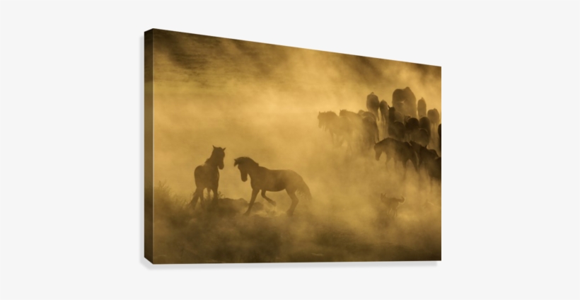 Western Cowboys Riding Horses, Roping Wild Horses Canvas - Animals Chasing Wild Horses, transparent png download