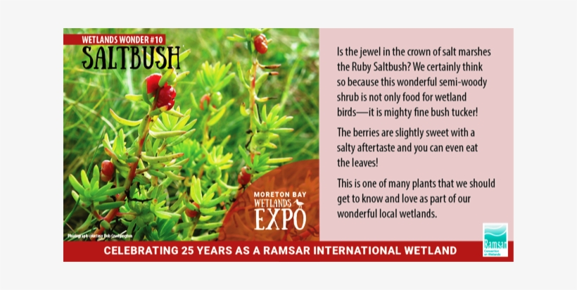 Picture - Two Needle Pinyon Pine, transparent png download