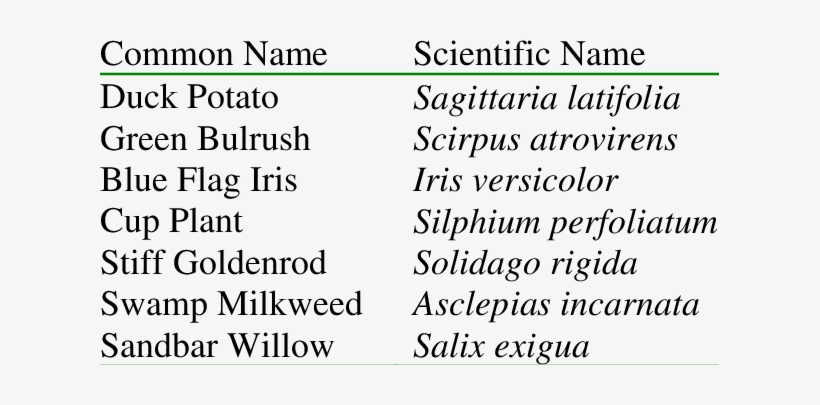 Recommended Wetland Plant Species - J'aurais Pu Vous Aimer... [book], transparent png download
