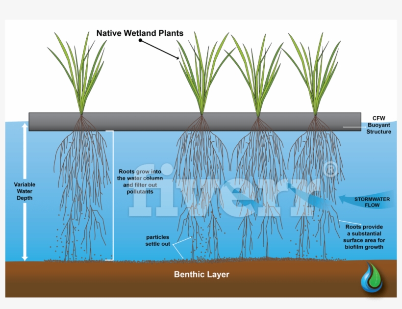 Grass, transparent png download