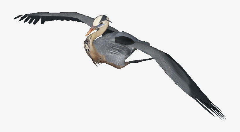 Great Blue Heron - Great Blue Heron Png, transparent png download