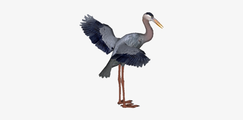 Heron Hd Birds - Little Blue Heron Transparent, transparent png download