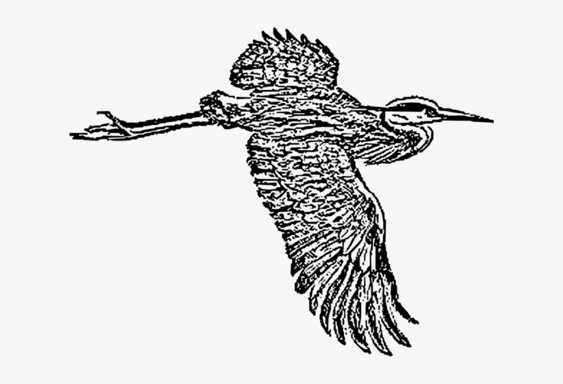 Great Blue Heron In Flight 2016011632 - Blue Heron Clipart Black And White, transparent png download