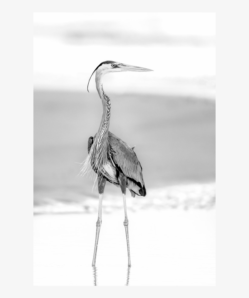 Great Blue Heron - Seabird, transparent png download