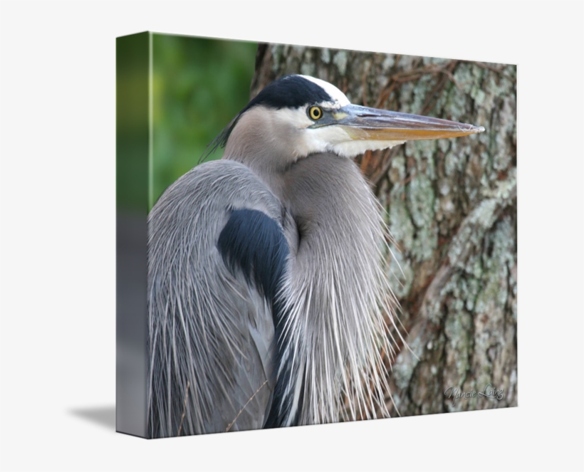 Great Blue Heron Close By Nancie Laing - Great Blue Heron, transparent png download