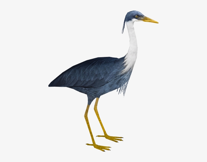 Pied Heron - Wiki, transparent png download