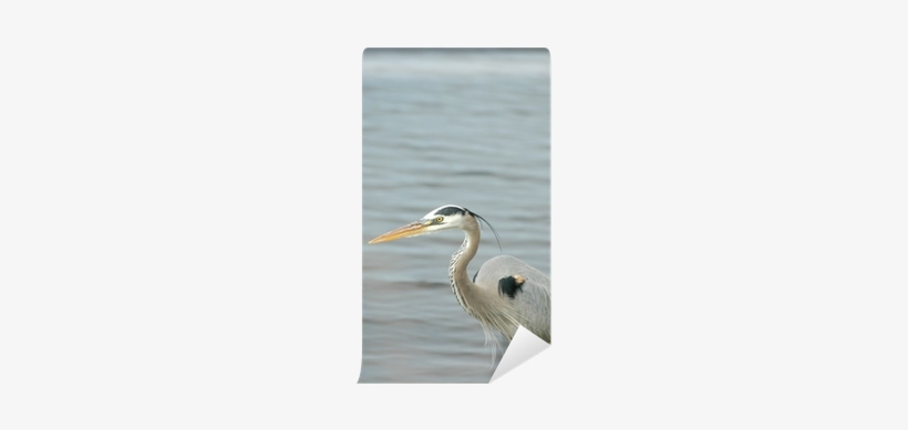 A Colorful Great Blue Heron Hunting The Shallow Water - Wall, transparent png download