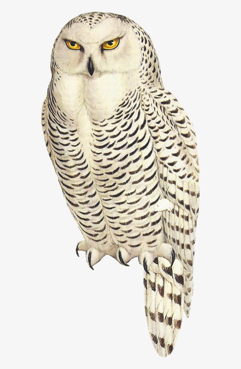 Here's A Freebie Snow Owl For My New "birdcages" Scrap - Buy Enlarge 0-587-64788-lp12x18 Snowy Owl - Paper Size, transparent png download