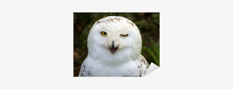 Strange Owl, transparent png download