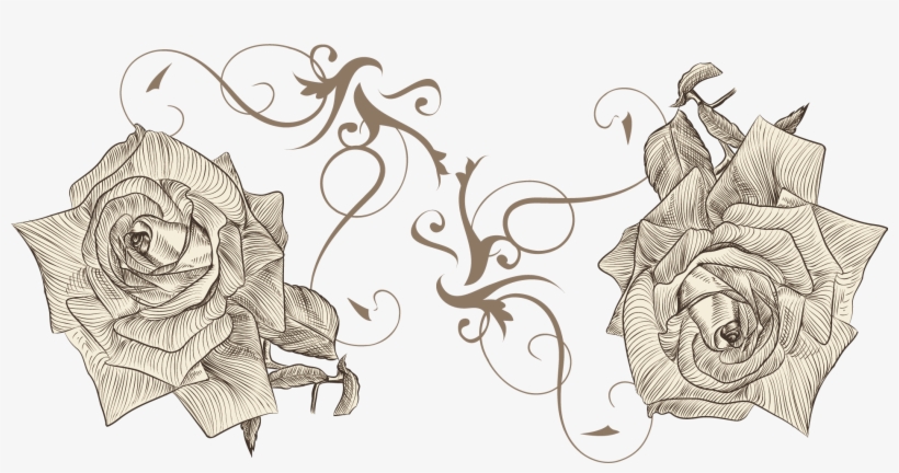 Beach Rose Drawing Flower Euclidean Vector Sketch - Drawing, transparent png download