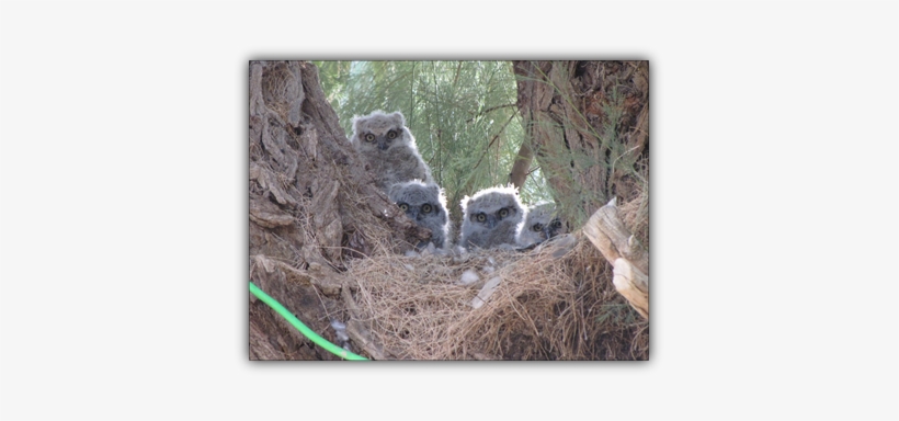 The Lives Of The Great Horned Owls - Owl, transparent png download